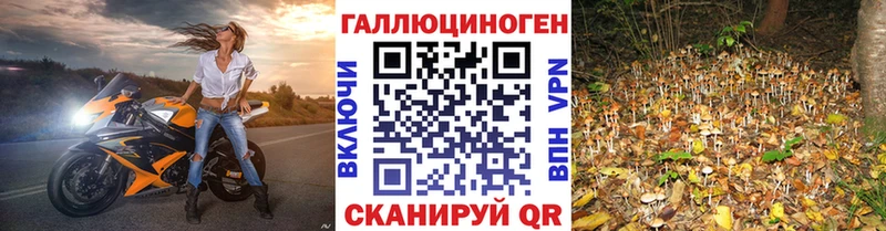 Галлюциногенные грибы Cubensis  Павлово 