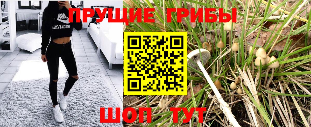 Галлюциногенные грибы Psilocybine cubensis Павлово
